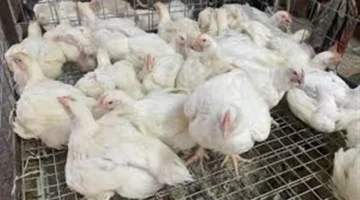 7 مستندات أساسية.. متطلبات إصدار تراخيص تشغيل مزارع الدواجن ومعامل التفريخ الجديدة